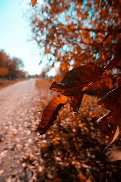 Eine Vertikale Nahaufnahme Von Trockenen Orangefarbenen Blättern Einem Herbstbaum — Stockfoto