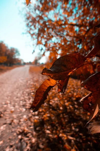 Gros Plan Vertical Feuilles Orange Sèches Sur Arbre Automne — Photo