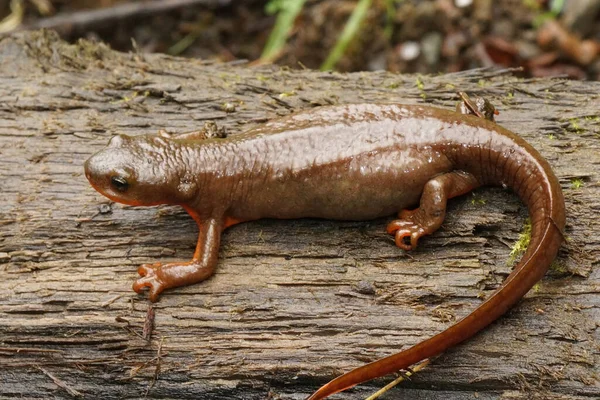 Close Een Gravid Vrouwtje Ruwe Salamander Taricha Granulosa Zittend Een — Stockfoto