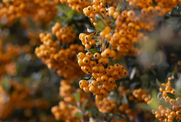 Eine Nahaufnahme Orangefarbener Beeren Auf Einem Feuerdornbusch — Stockfoto
