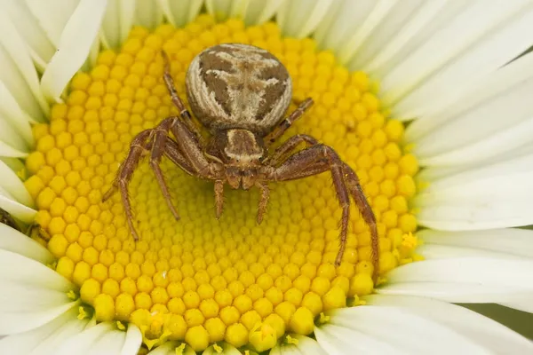 Nahaufnahme Einer Bedrohlichen Krabbenspinne Xysticus Cristatus Auf Einem Gelben Ochsenblümchen — Stockfoto