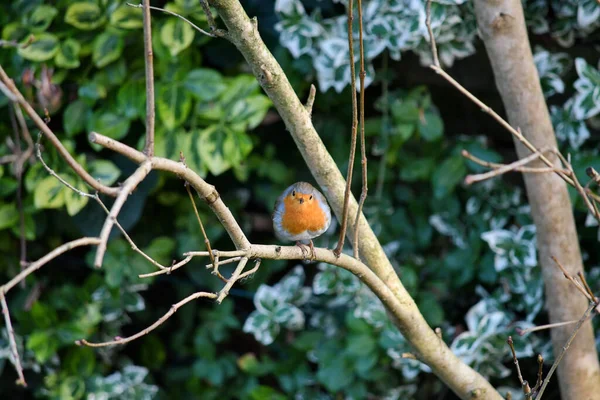 Belo Pássaro Robin Europeu Empoleirado Galho Árvore — Fotografia de Stock