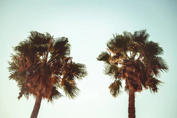 Een Lage Hoek Opname Van Palmbomen Het Strand Een Zonnige — Stockfoto