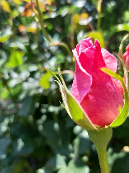 Selective Focus Shot Pink Rose Growing Garden — Stock Photo, Image