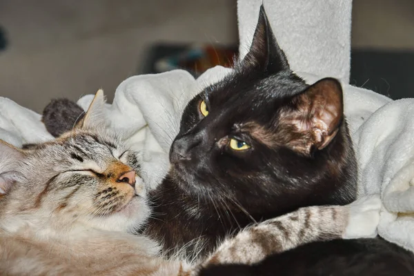 Černá Kočka Chrání Další Pruhovanou Kočku Když Spí — Stock fotografie