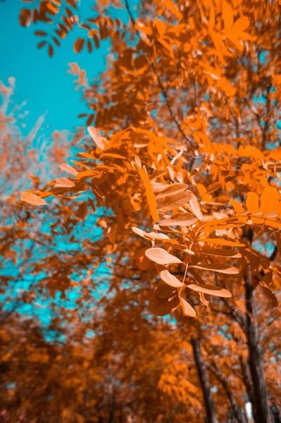 Vertikal Närbild Bild Orange Blad Ett Höstträd — Stockfoto