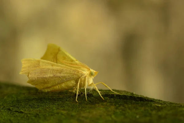 Primer Plano Una Mariposa Sobre Una Hoja Bosque — Foto de Stock