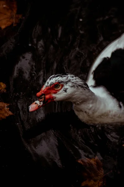Une Mise Point Sélective Magnifique Canard Moscou — Photo