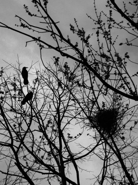 Eine Vertikale Aufnahme Einer Baumsilhouette Mit Darauf Sitzenden Vögeln — Stockfoto