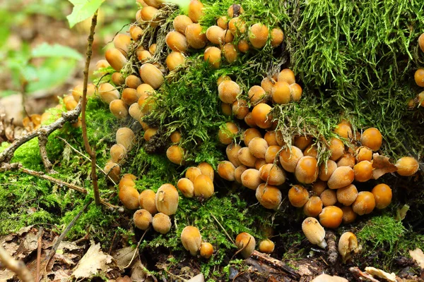Closeup Shot Mushrooms Forest Day — Stock Photo, Image