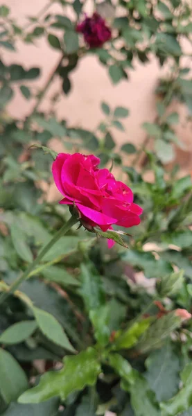 Eine Nahaufnahme Schöner Blumen Einem Garten Während Des Tages — Stockfoto