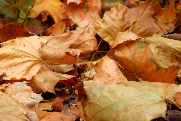 Zbliżenie Ujęcia Niektórych Jesiennych Liści Lesie — Zdjęcie stockowe