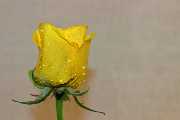 Primer Plano Hermosas Flores Jardín Durante Día —  Fotos de Stock