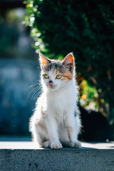 Een Verticaal Schot Van Een Schattige Verdwaalde Kat Een Muur — Stockfoto