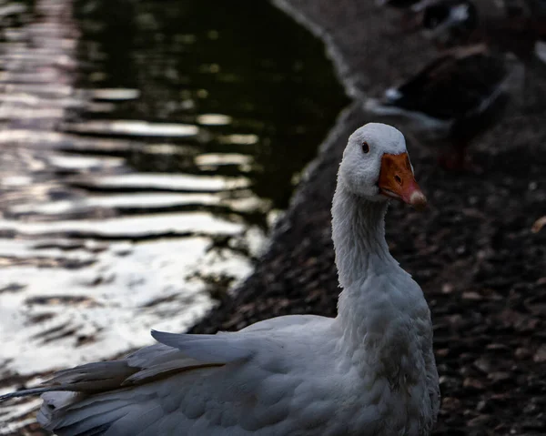 Tiro Perto Ganso Branco Margem Lago — Fotografia de Stock