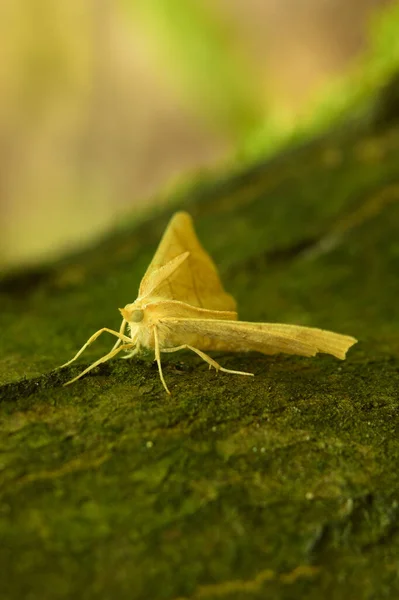 Tiro Close Uma Borboleta Uma Folha Uma Floresta — Fotografia de Stock