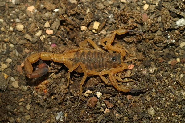Detailní Záběr Babycurus Jacksoni Škorpióna Druh Dvojitým Bodnutím Tanzanie — Stock fotografie
