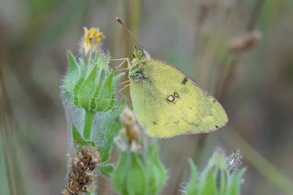 Κοντινό Πλάνο Ένα Θολό Κίτρινο Colias Crocea Κλειστά Φτερά Κρέμονται — Φωτογραφία Αρχείου