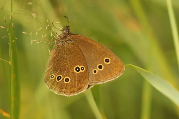 Boczne Zbliżenie Brązowy Pierścień Motyla Aphantopus Hyperantus Majaczenie Zielonej Roślinności — Zdjęcie stockowe