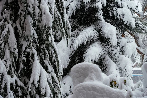 Vollständiger Rahmen Aus Kiefernzweigen Unter Dem Schnee Bei Schneesturm Winter — Stockfoto