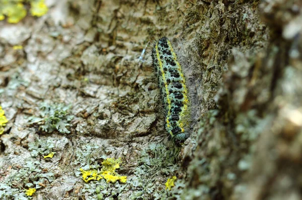 森の中の木の上の毛虫のクローズアップショット — ストック写真