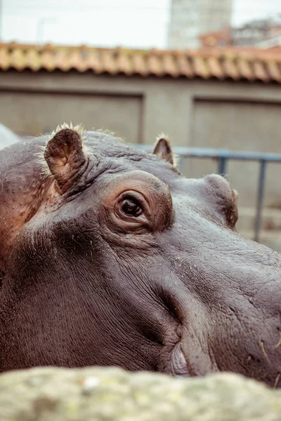 Plan Sélectif Hippopotame Vivant Dans Zoo — Photo