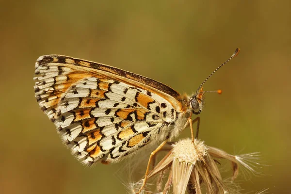 Colorido Primer Plano Fritillary Glanville Melitaea Cinxia Con Alas Cerradas — Foto de Stock