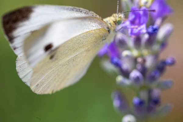 라벤더 위에서 나비를 매크로 클로즈업 — 스톡 사진