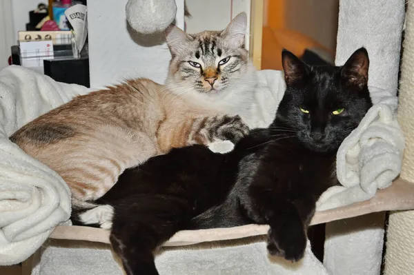 Пара Красивих Різних Котів Відпочивають Стільці Разом — стокове фото