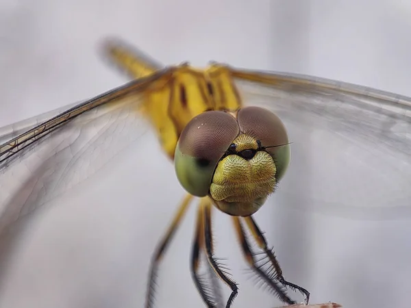 Nahaufnahme Einer Libelle Auf Verschwommenem Hintergrund — Stockfoto