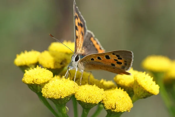小さな銅蝶 Lycaena Phlaeaes タンジーの黄色の花 開いた翼を持つタナセタムハゲタカ — ストック写真
