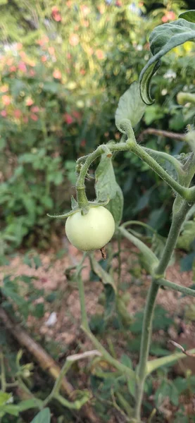 Primer Plano Una Cebolla Jardín Durante Día —  Fotos de Stock