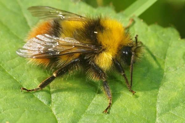 Yakın Plan Yeşil Bir Yaprağın Üzerinde Dinlenen Yaban Arısı Bombus — Stok fotoğraf