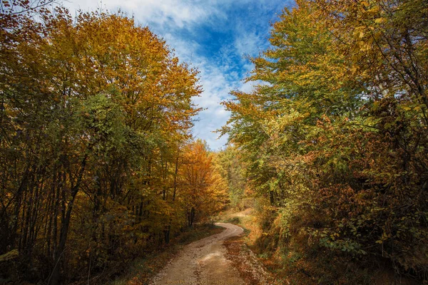 Uma Bela Estrada Com Árvores Outono — Fotografia de Stock