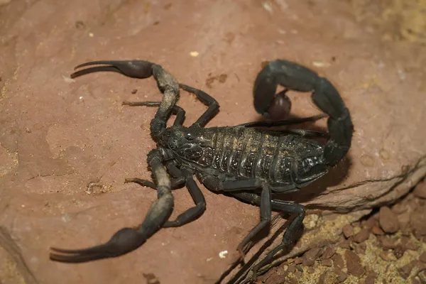 Крупним Планом Рідко Фотографується Hottentotta Franz Werneri Scorpion Сидячи Камені — стокове фото