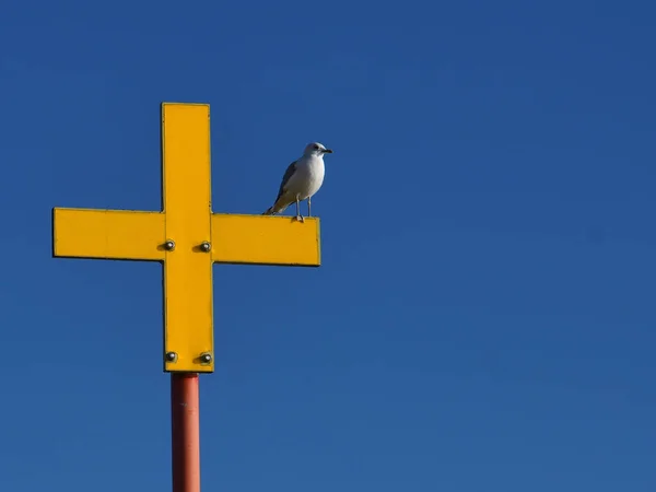 Ein Möwenvogel Thront Auf Einem Gelben Kreuzschild — Stockfoto