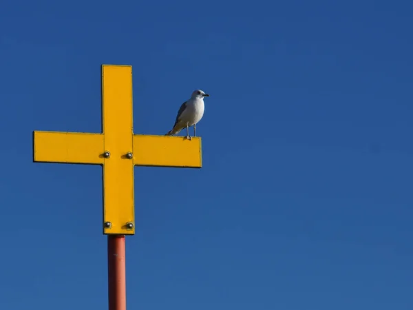 黄色い十字の看板の上にカモメの鳥が腰掛けている — ストック写真