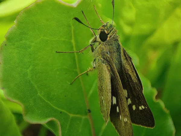 Nahaufnahme Eines Schmetterlings Auf Einem Blatt Wald — Stockfoto