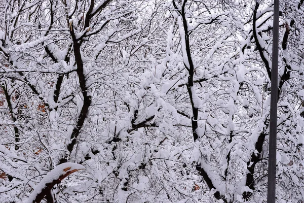 Marco Completo Ramas Árboles Bajo Nieve Durante Tormenta Nieve Fondo —  Fotos de Stock