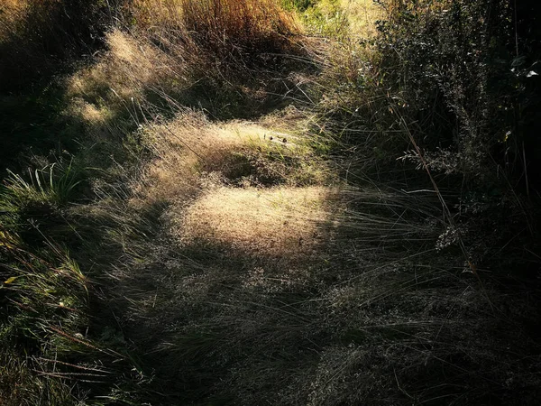 Eine Unheimliche Landschaft Aus Trockenem Gras Und Sträuchern Den Wäldern — Stockfoto