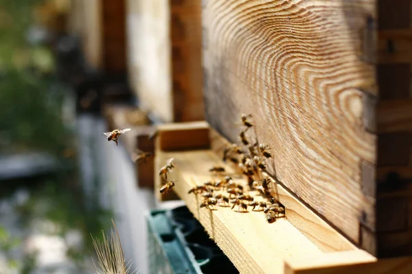 木の巣箱と蜂のクローズアップショット — ストック写真