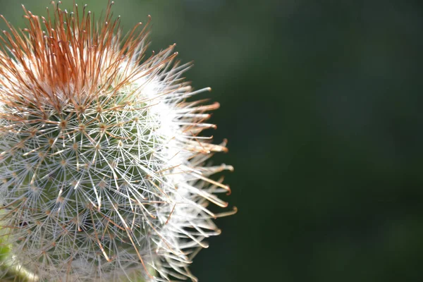 Selektivní Zaostření Záběru Savčího Kaktusu — Stock fotografie