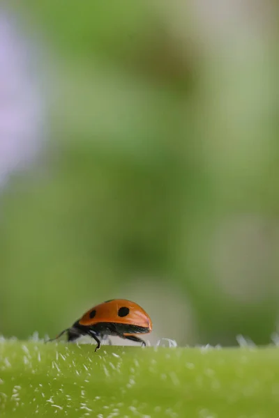 Een Closeup Shot Van Een Schattig Lieveheersbeestje Een Plant — Stockfoto