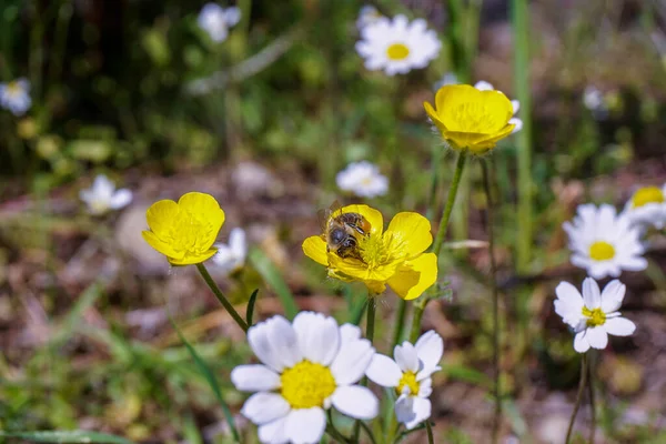 Eine Nahaufnahme Von Bunten Blumen Einem Wald Während Des Tages — Stockfoto