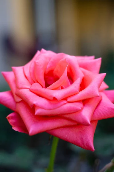 Вертикальний Крупним Планом Знімок Рожевої Квітучої Троянди — стокове фото