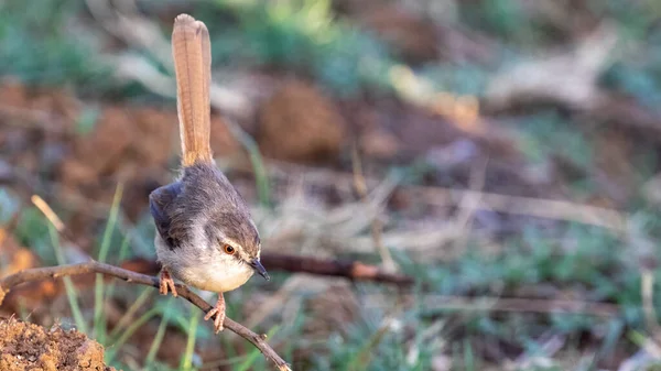 一只芦苇鸟栖息在灌木丛中的特写镜头 — 图库照片