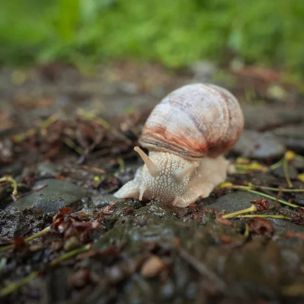Closeup Shot Burgundy Snail Crawling Footpath Forest — Stock Photo, Image