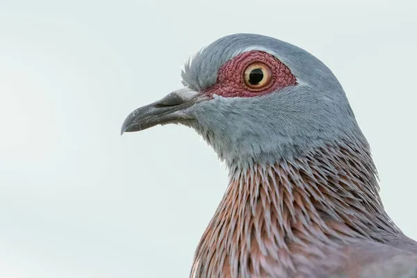 Closeup Shot Speckled Pigeon Blurred Background — Stock Photo, Image