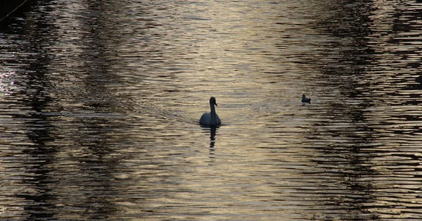 Canal Brillante Con Las Siluetas Patos Nadadores Atardecer — Foto de Stock