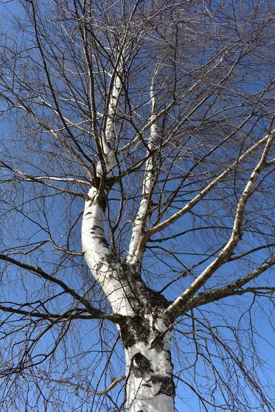 Ângulo Baixo Tiro Vertical Uma Árvore Inverno Sem Folhas — Fotografia de Stock
